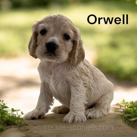 puppy, for, sale, Cocker Spaniel, Joe & Cherri  Overlease, dog, breeder, Miller, MO, dog-breeder, puppy-for-sale, forsale, nearby, find, puppyfind, locator, puppylocator, aca